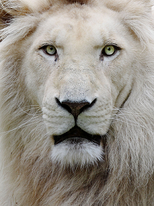 White Lion portrait 225x300